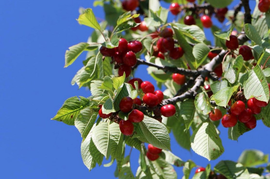 최고의 체리 품종
