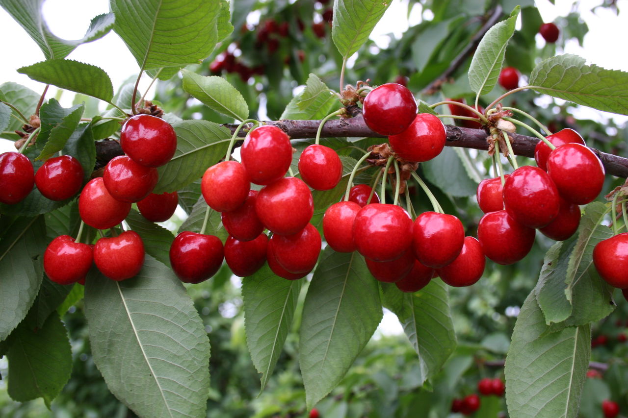 서리에 강한 체리