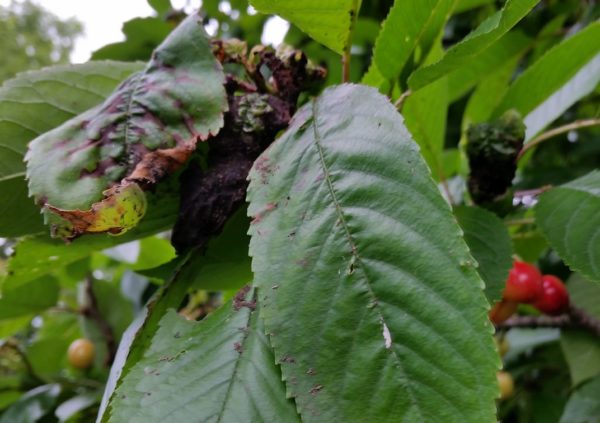 최고의 체리 품종