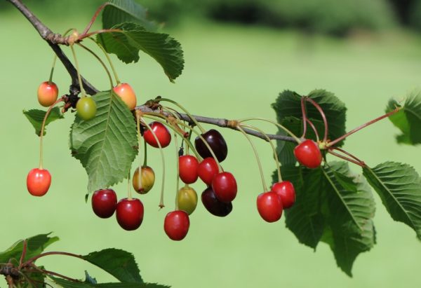 최고의 체리 품종