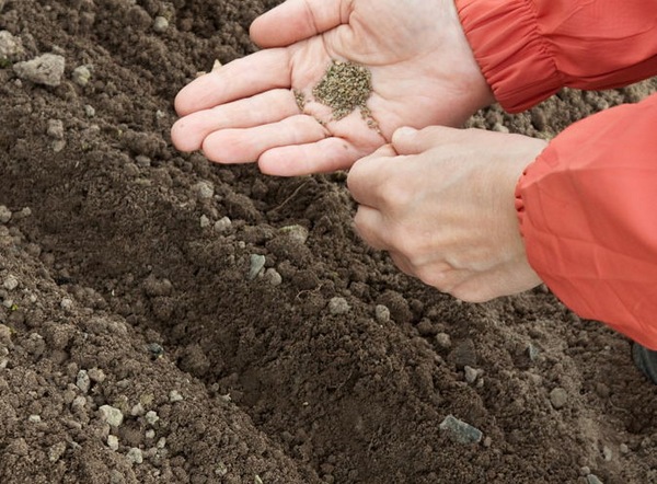 겨울에 밭에 무엇을 심어야 할까요?