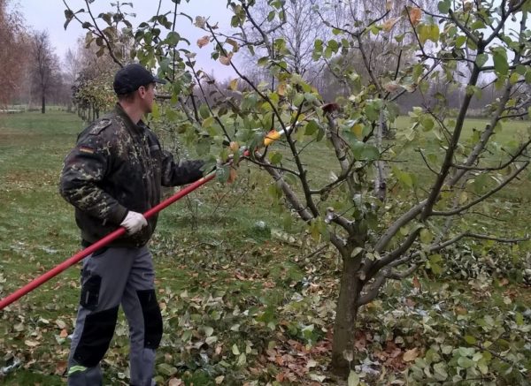 기둥형 배 가지치기