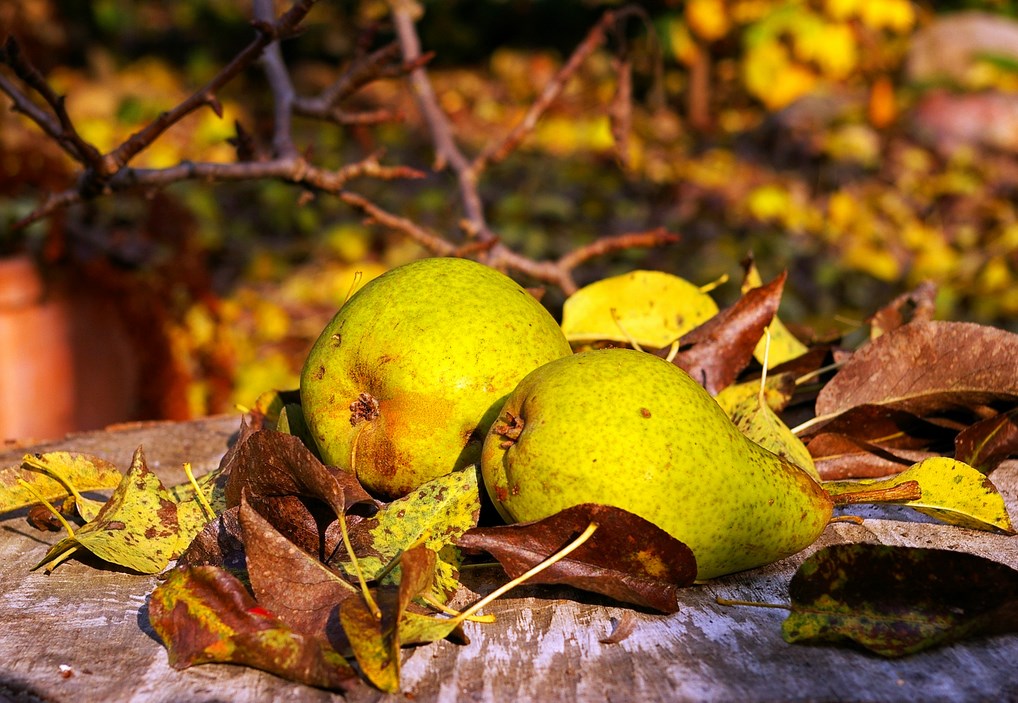 기둥형 배 가지치기