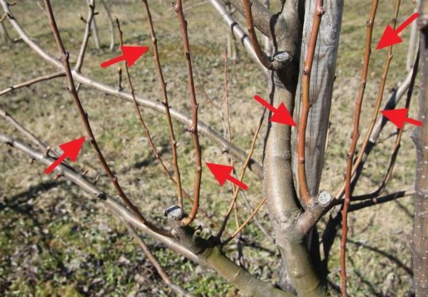 기둥형 배 가지치기