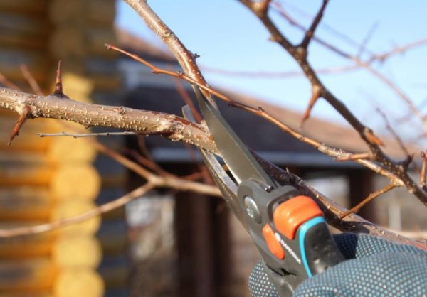 기둥형 배 가지치기