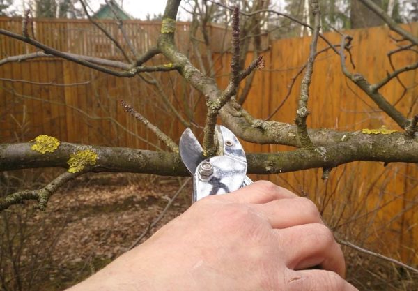 기둥형 배 가지치기