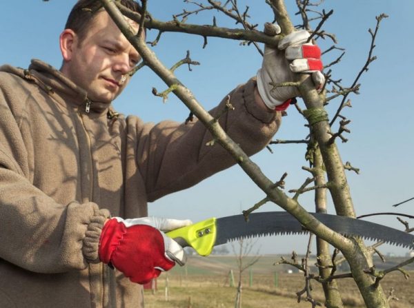 기둥형 배 가지치기
