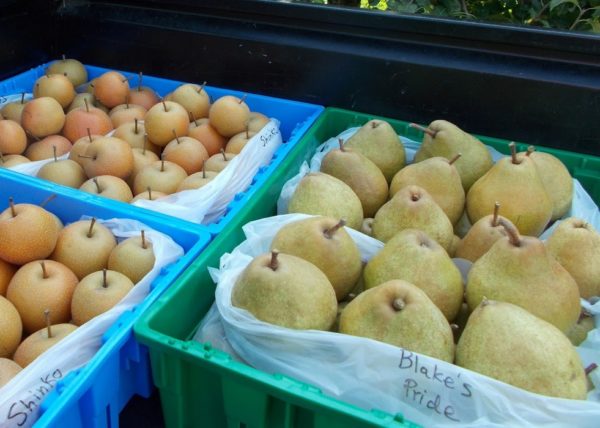 겨울철 배 보관