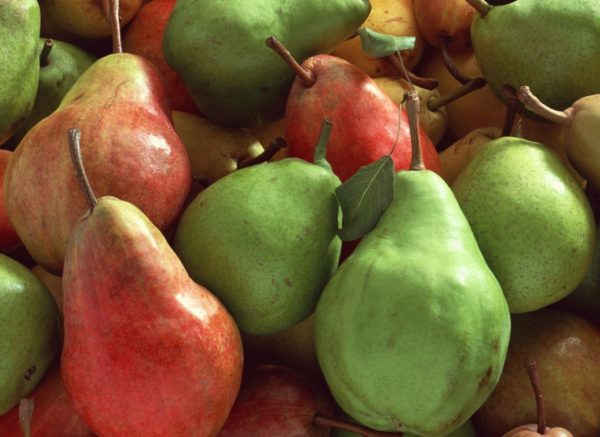 겨울철 배 보관