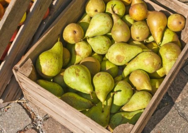 겨울철 배 보관