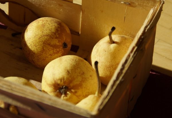 겨울철 배 보관