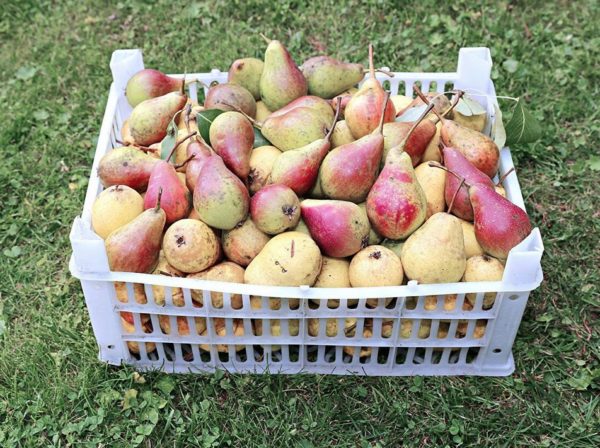 겨울철 배 보관