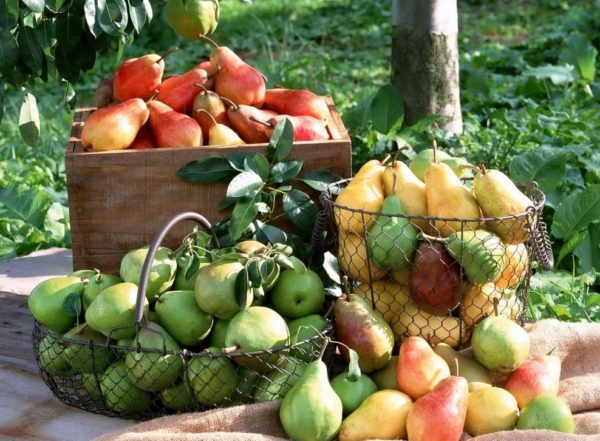 겨울철 배 보관