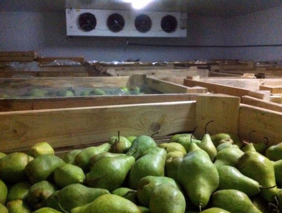 겨울철 배 보관