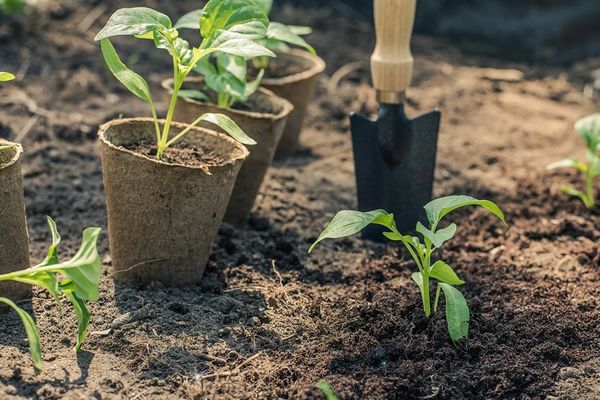 땅에 묘목 심기