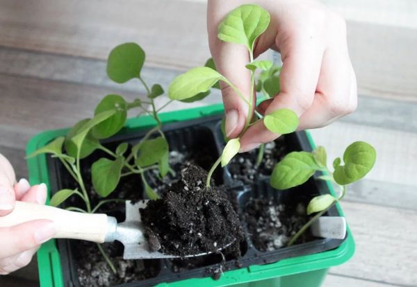 가지 발아 후 이식 시기