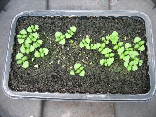 바질 모종을 심을 때