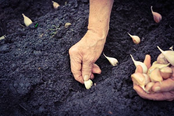 마늘 심기