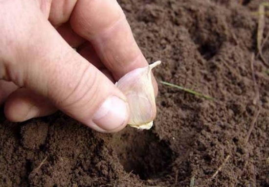 모스크바 지역에 상륙