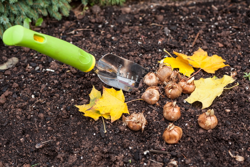 히아신스를 심을 때