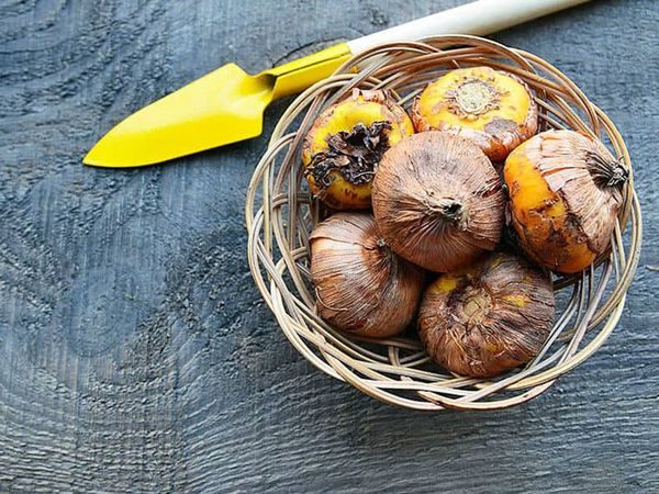 글라디올러스 구근 심기