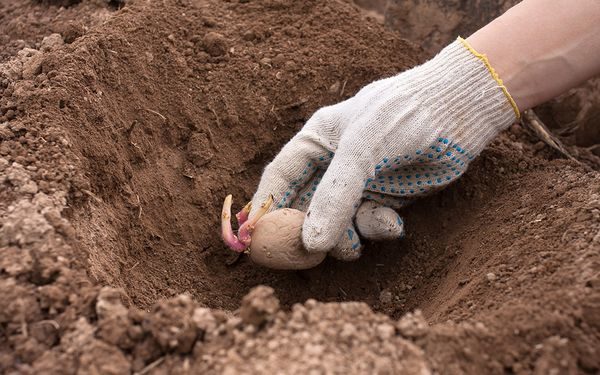 감자를 언제 심어야 할까