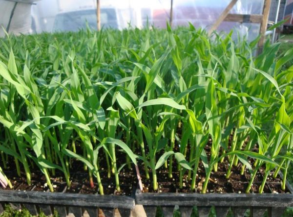 옥수수 묘목을 심을 때
