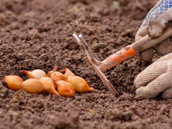 모스크바 지역에서 겨울 양파를 심을 시기