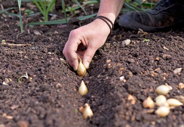 겨울에 양파를 심는 시기