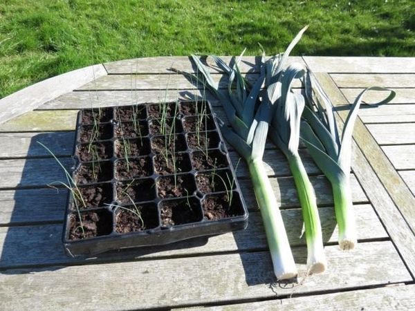 모종을 위해 파를 심을 때