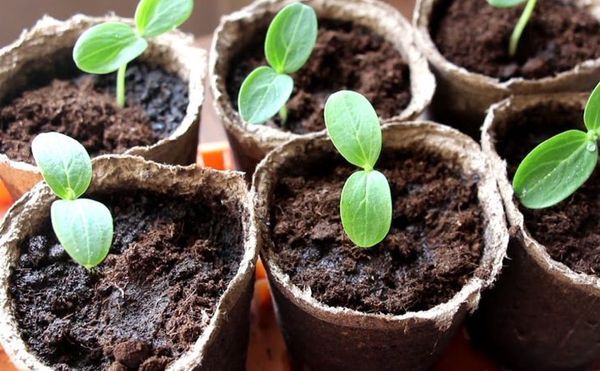 온실에 오이 모종을 심는 시기