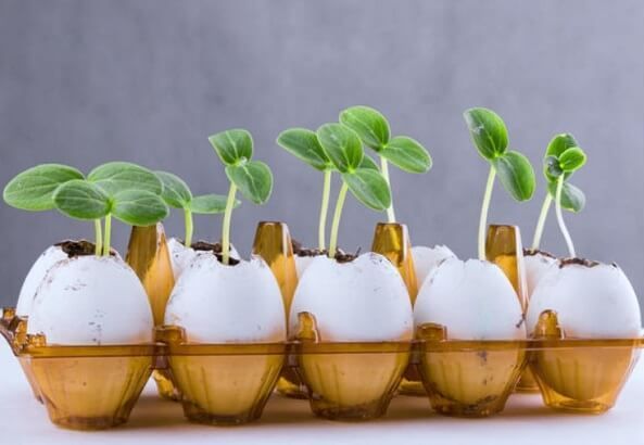 껍질 속의 묘목