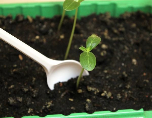 오이 모종 관리