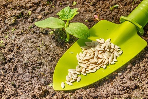 열린 땅에 오이를 심을 때