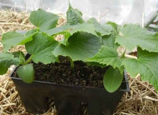 모스크바 지역의 온실에 오이를 심을 때