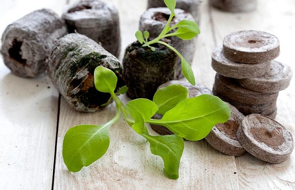 페튜니아 묘목을 심을 때