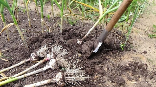 모스크바 지역에서 겨울에 심은 마늘을 수확하는 시기