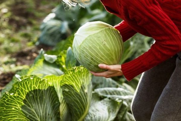 겨울철 보관을 위해 정원에서 양배추를 수확하는 시기
