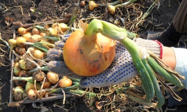 양파 보관 방법