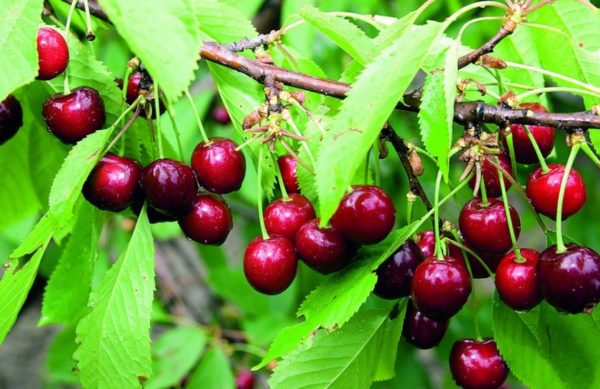 테레모시카 체리 품종