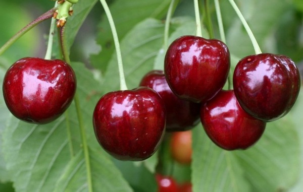 우랄과 시베리아에 가장 적합한 체리 품종