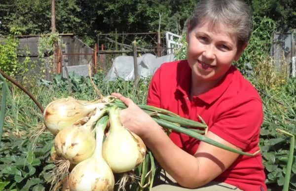 전시용 양파를 심을 시기