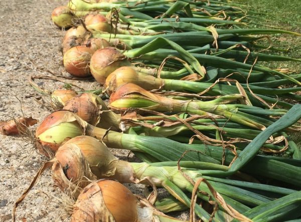 양파 전시 수확