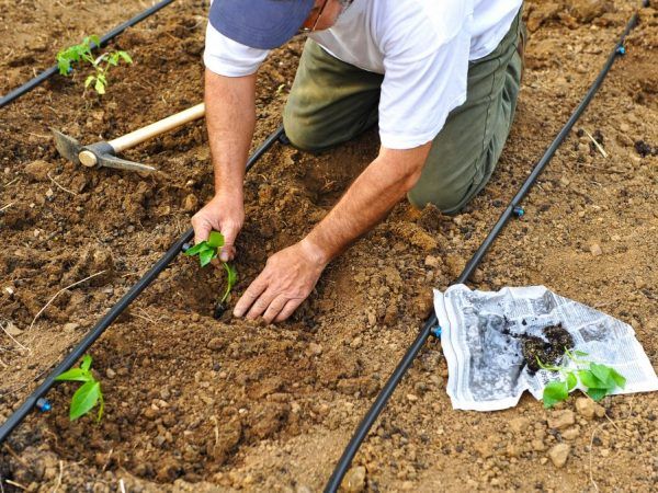 우랄 산맥 상륙