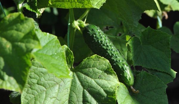 시베리아에서 개발된 새로운 오이 품종