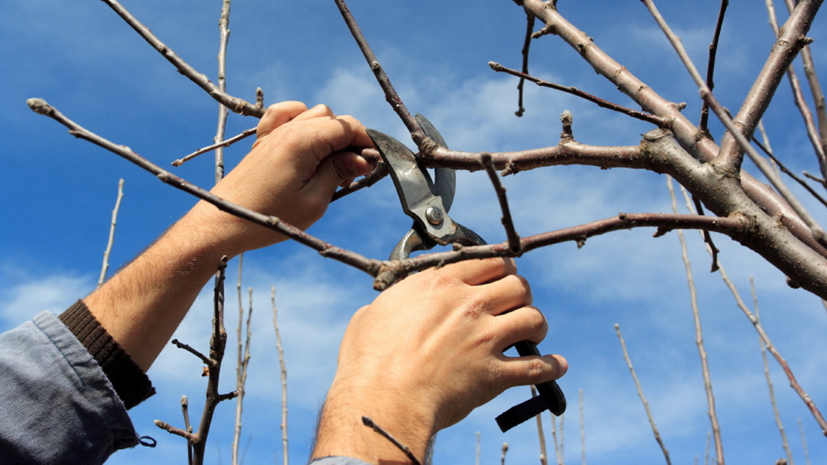 벚꽃나무 가지치기