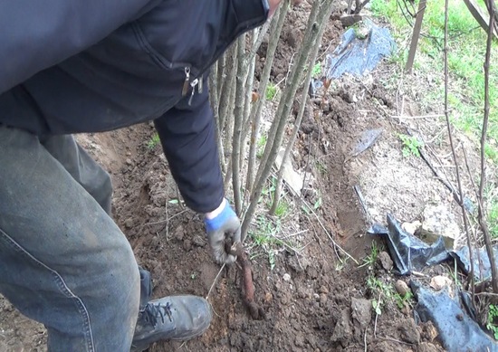 로완을 다시 심는 방법