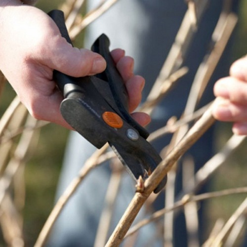 아로니아 가지치기