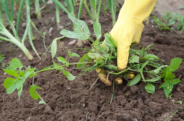겨울에 정원에서 잡초와 녹비를 철저히 제거해야 하는 이유는 무엇일까요?