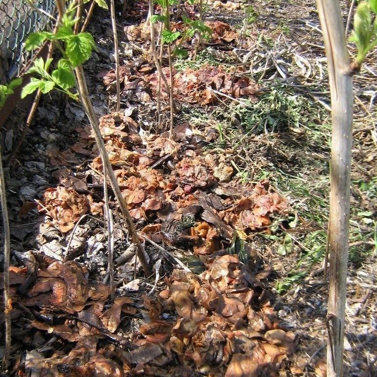 나뭇잎으로 멀칭하다